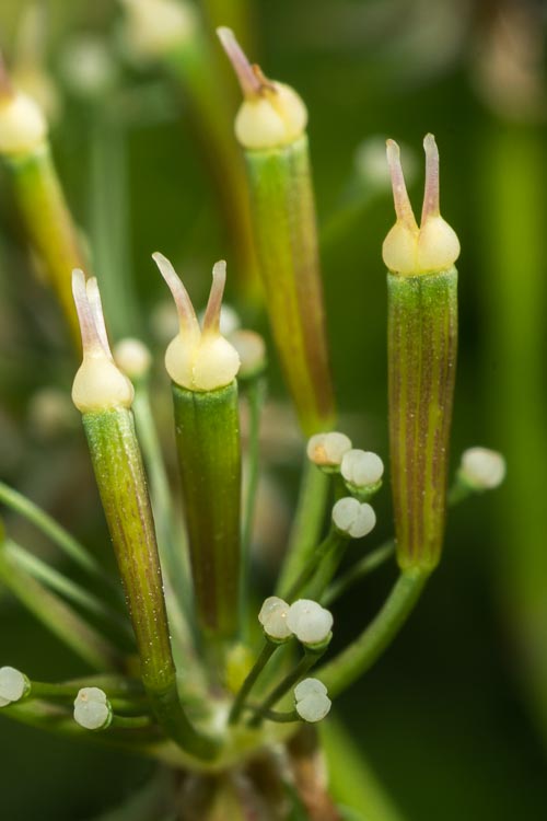 Chaerophyllum hirsutum / Cerfoglio selvatico